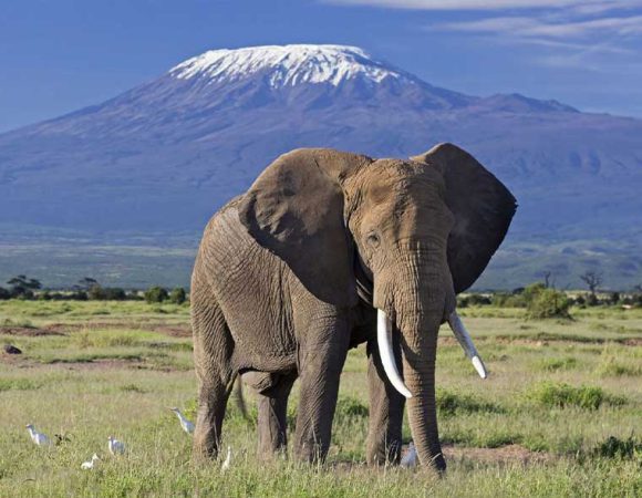 The Great Amboseli